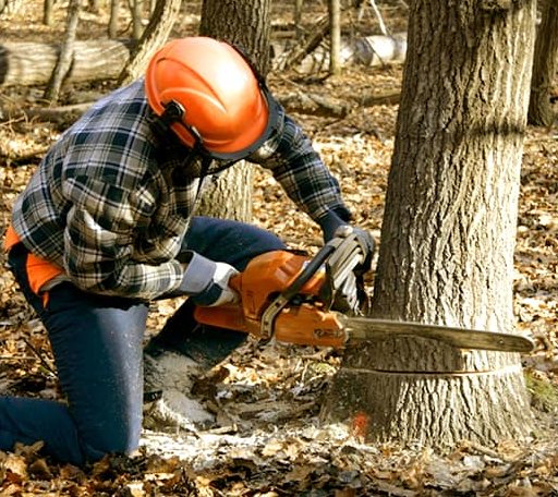 Tree Removal in Charlotte, AR